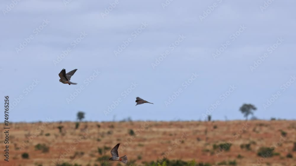 Slow motion armur falcons in the air Slow motion armur falcons in the air