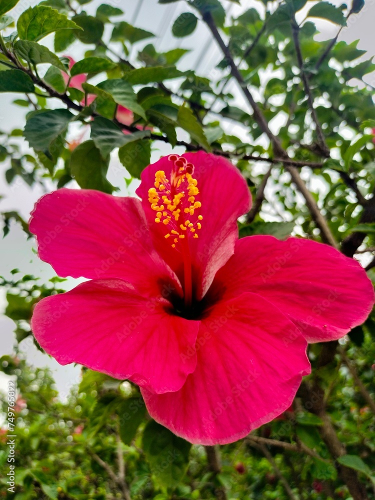 Pink jaba flower at garden