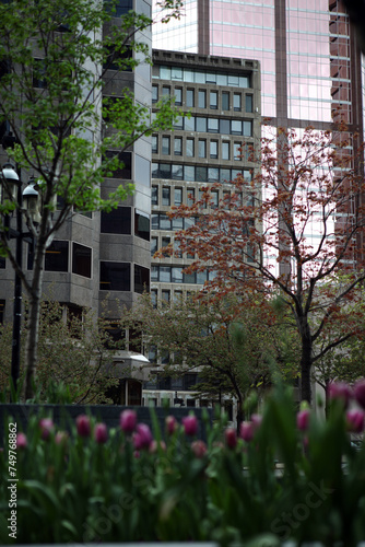 Modern building on McGill College Avenue with pink tulips in the foreground - Montreal - Quebec - Canada