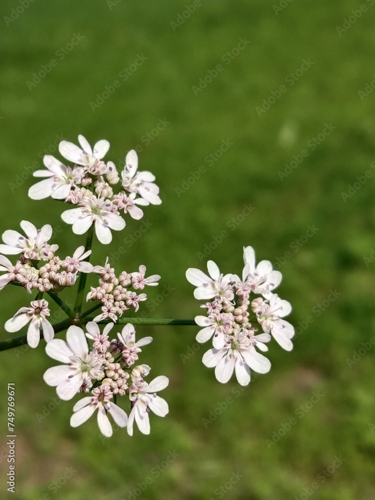 Flower of the coriandrum sativum l in garden or flower of the cilantro or Chinese parsley flower Flower of the coriandrum sativum l in garden or flower of the cilantro or Chinese parsley flower
