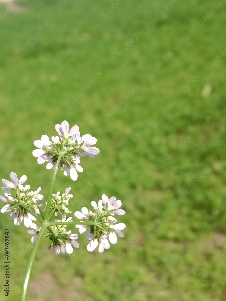 Flower of the coriandrum sativum l in garden or flower of the cilantro or Chinese parsley flower Flower of the coriandrum sativum l in garden or flower of the cilantro or Chinese parsley flower