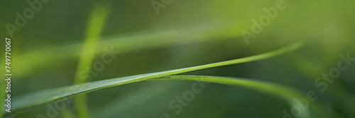Macro Elegance: Intricate Texture of Grass Blades. 3:1 Banners and Nature-themed Backgrounds, Perfect for Macro Photography Enthusiasts