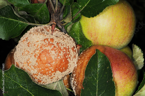 Moniliafruchtfäule,  Monilia fructigena an Äpfeln photo