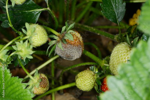 Graufäule, Botrytis cinerea an Erdbeeren photo