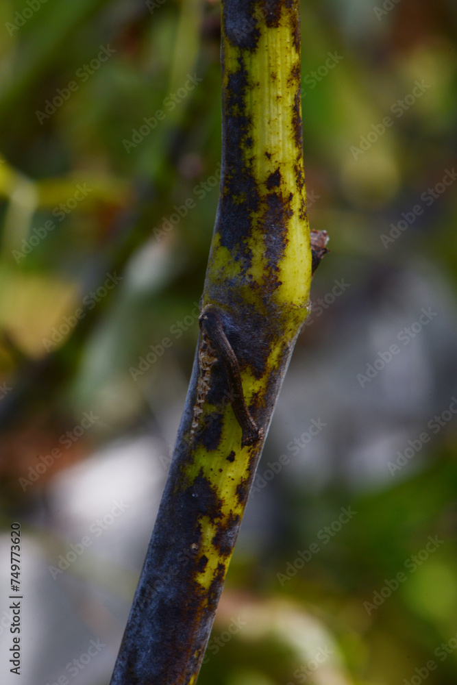 Echter Mehltau der Reben, Oidium, Uncinula necator, Befall an Rebtrieben Echter Mehltau der Reben, Oidium, Uncinula necator, Befall an Rebtrieben