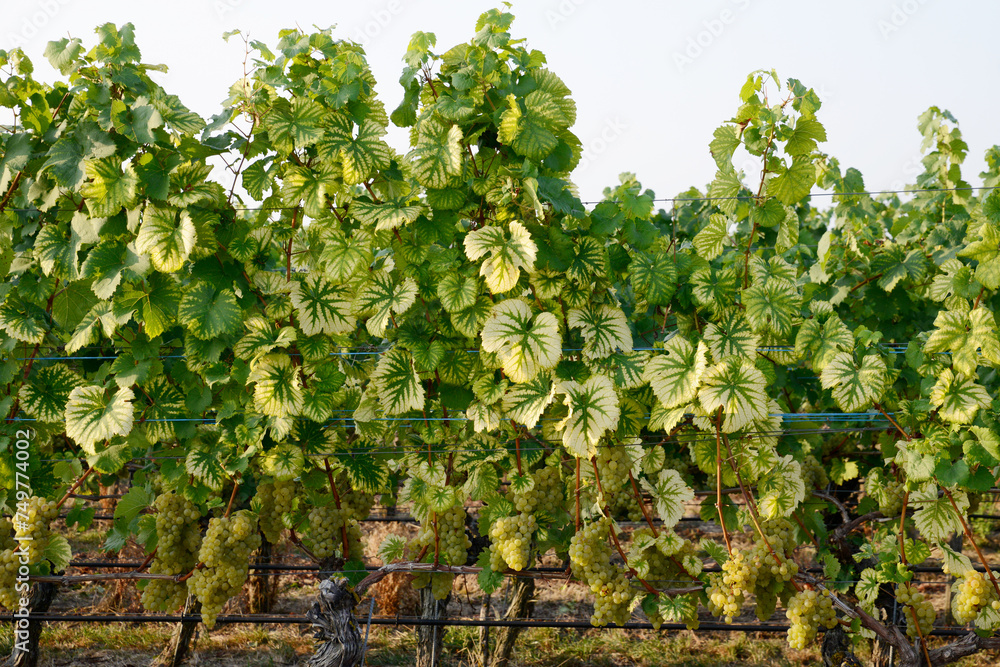 Weinrebe,  Vitis vinifera,  Esca-Rebkrankheit an Rebblättern