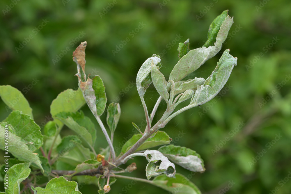 Apfelmehltau Podosphaera leucotricha, Blatt und Triebe Apfelmehltau Podosphaera leucotricha, Blatt und Triebe