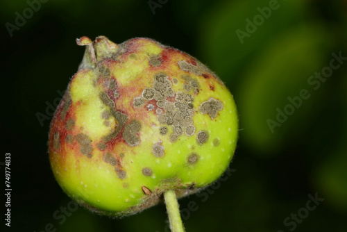 Apfelschorf,  Venturia inaequalis,  Fruchtbefall photo