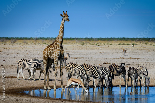Wildlife at waterhole in Etosha
