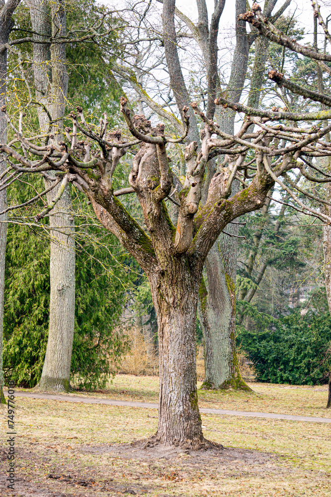 Tree with crooked branches in the park. Tree with crooked branches in the park.