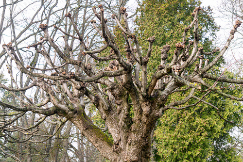 Tree with crooked branches in the park.