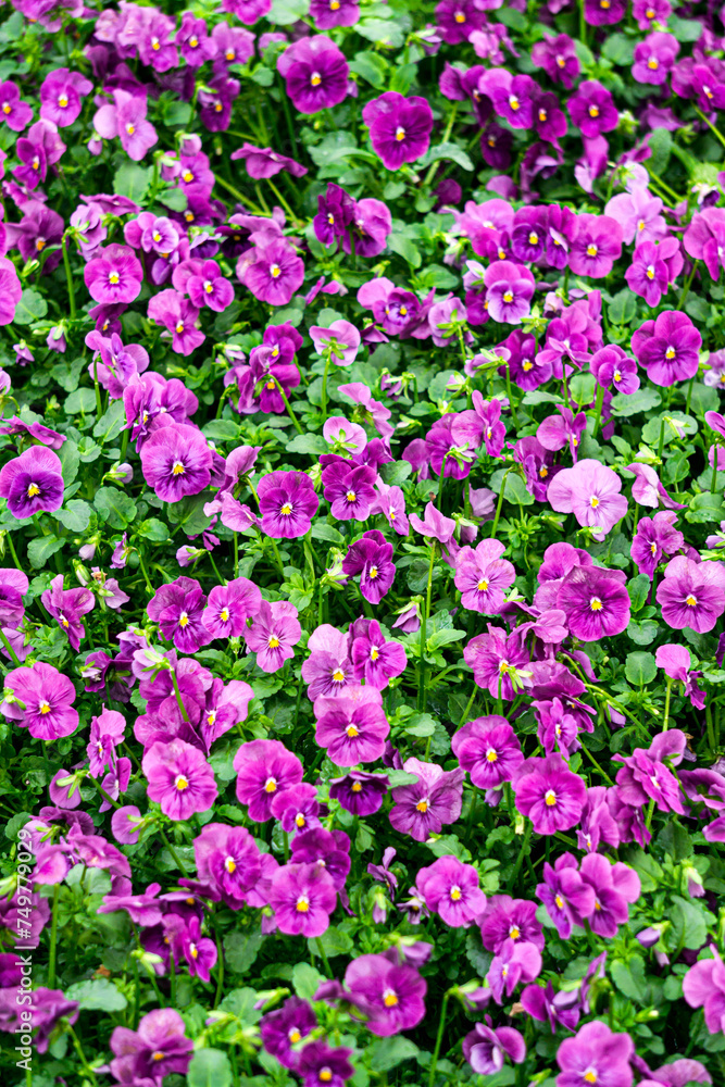 Purple pansies in flower pots in a greenhouse.
