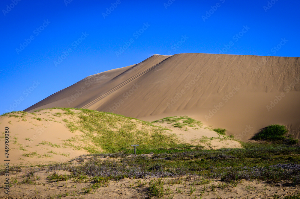 Green dune in the Namib