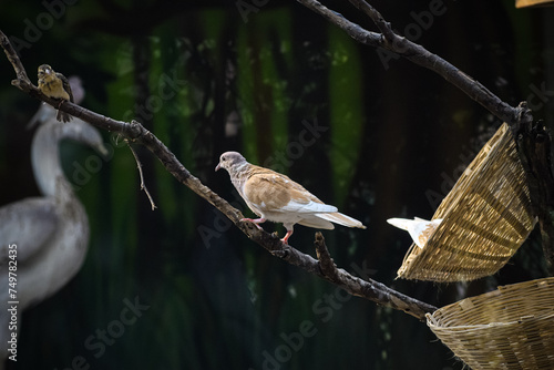 Cute barbary dove (Streptopelia risoria) resting. Ringed turtle dove. photo