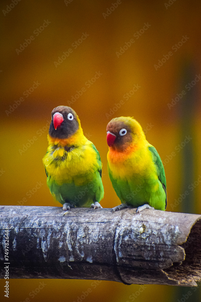 Obraz premium Yellow collared love birds perching together. Romantic bird background, Symbol of love.