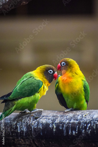 Yellow collared love birds perching together. Romantic bird background, Symbol of love.