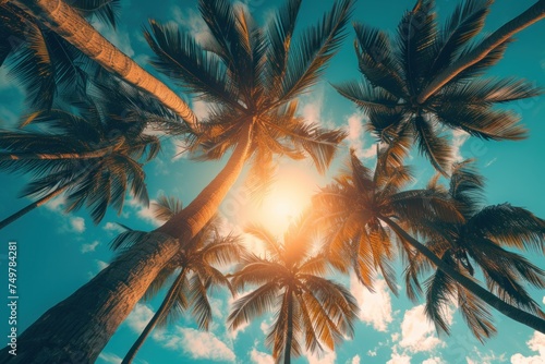 Tropical Paradise  Sunlit Palm Trees  A Sky Full of Leaves  The Beauty of Nature.