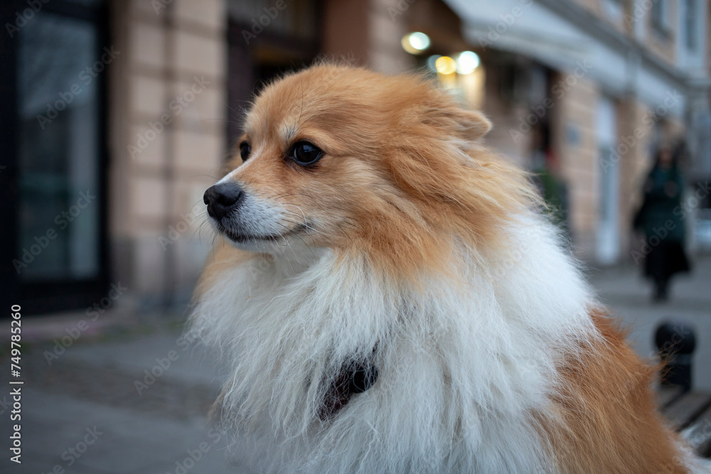 An adorable Pomeranian dog sits on a bench in front of a store waiting for the master