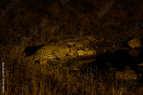 Leopard coming to drink at night