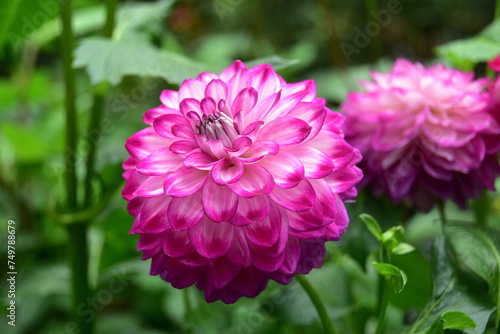 pink dahlia flower