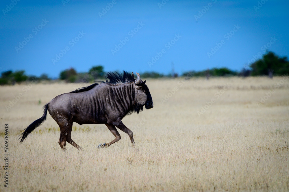 Fototapeta premium Wildebeest running