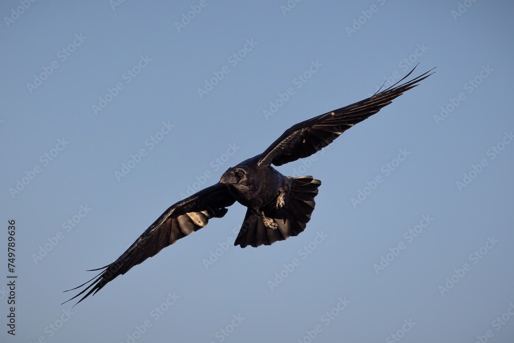 Fototapeta premium Common Raven (Corvus corax). Bird in flight.