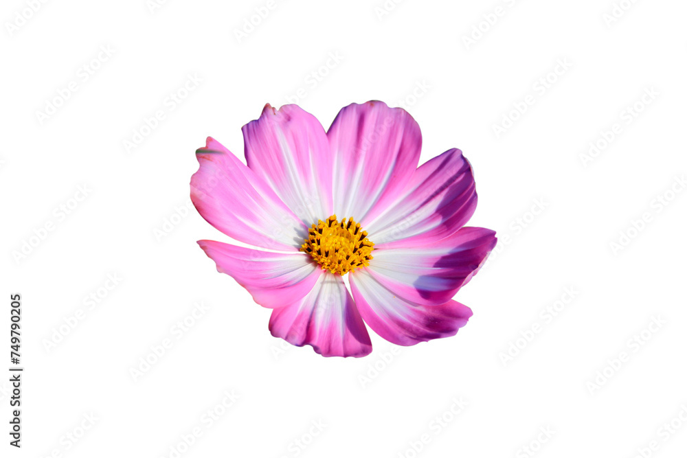 pink cosmos flower isolated on white background. pink cosmos flower isolated on white background.
