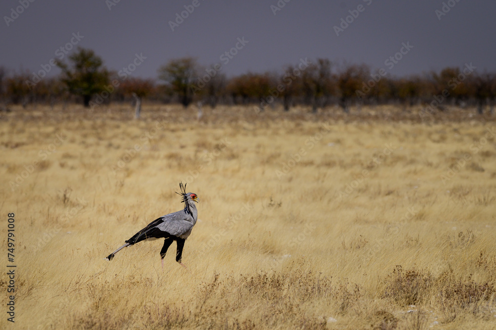 Secretary Bird