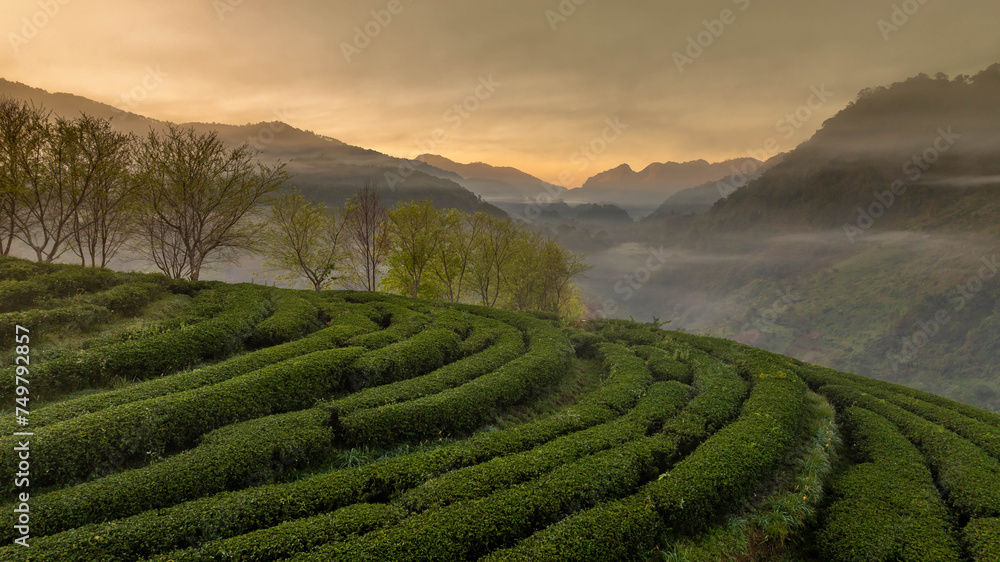 Tea plantations at morning and mist background, Tea plantations in morning light, Sunrise view of tea plantation landscape at North of Thailand.