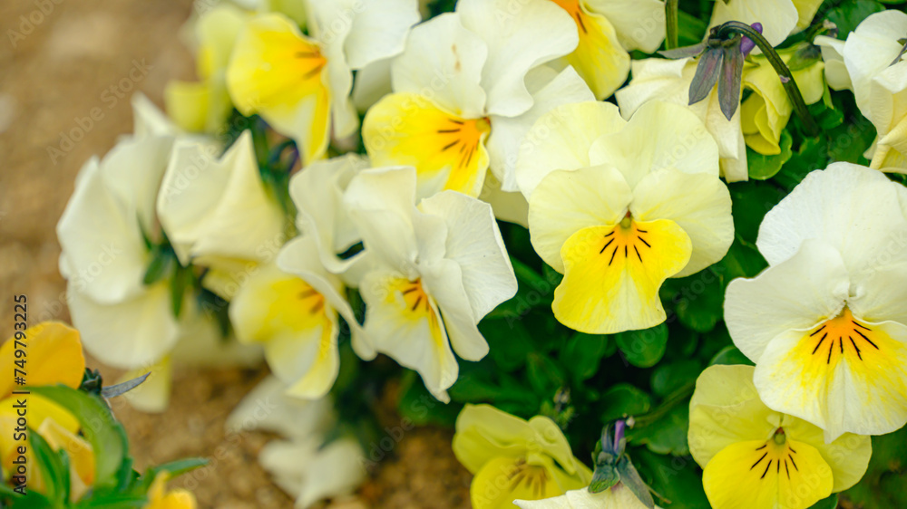 パンジーの花 パンジーの花