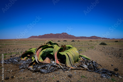 Welwitschia mirabilis in Messum Crater photo