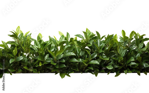 Bush of Green Leaves. A cluster of green leaves from a bush is prominently displayed against a clean white background. The leaves are lush healthy and arranged neatly exuding a sense of freshness.