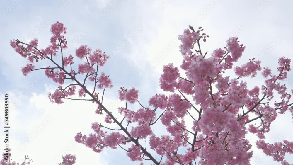 A cherry blossom bush on a windy cloudy day. It's early spring A cherry blossom bush on a windy cloudy day. It's early spring