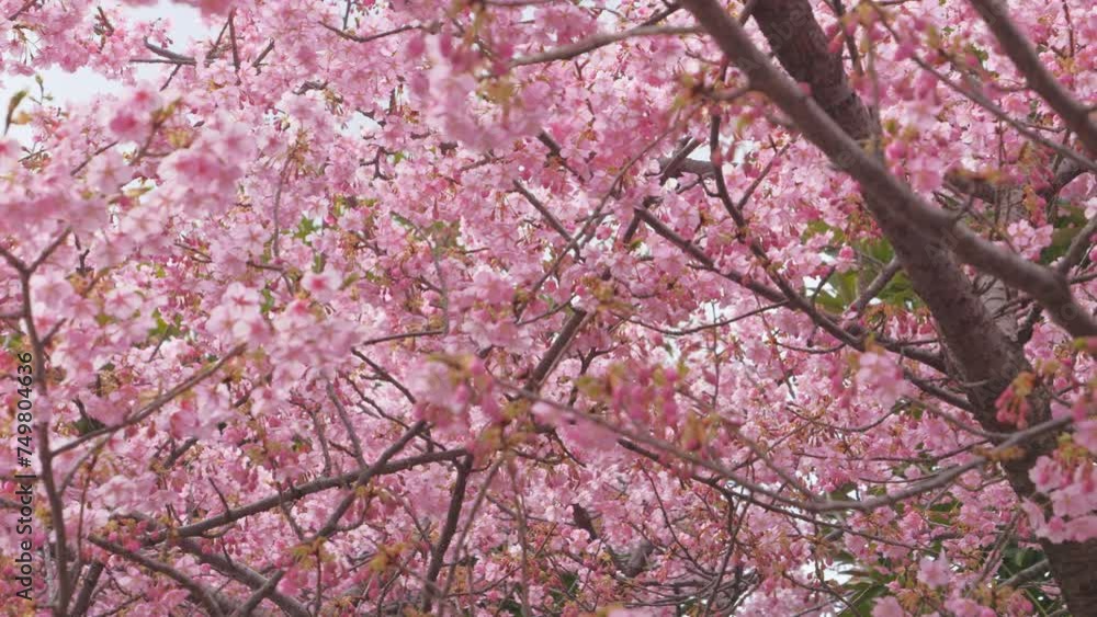 pink sakura blossoms in spring in Japan, close up of cherry blossom flowers pink sakura blossoms in spring in Japan, close up of cherry blossom flowers