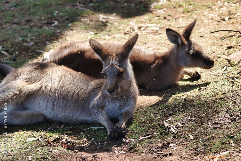 Fototapeta premium Hobart, Australia