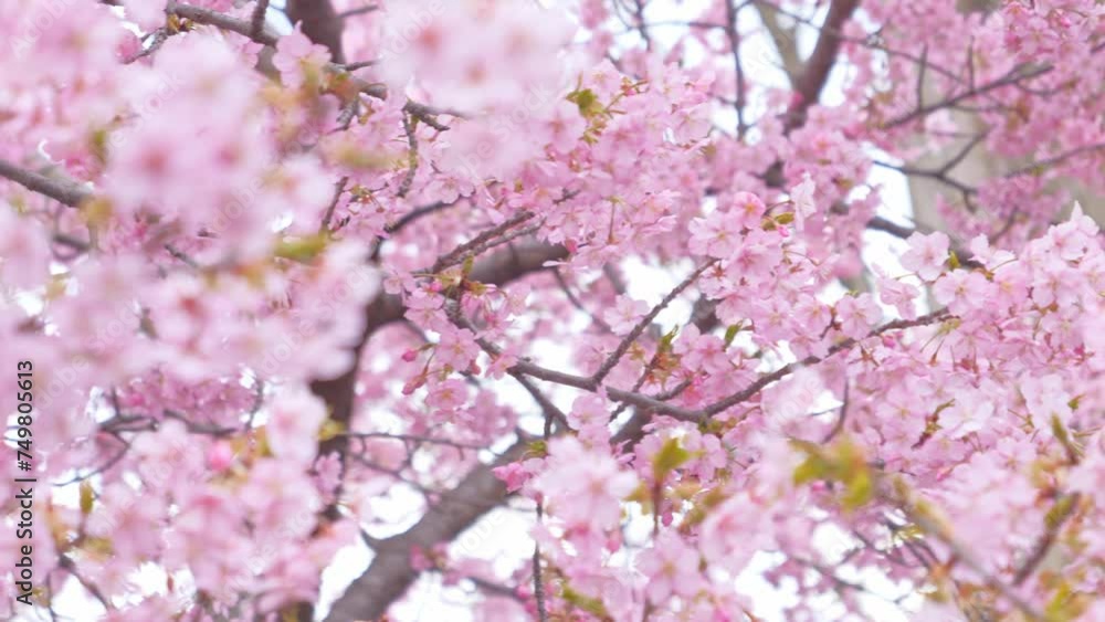 pink sakura blossoms in spring in Japan, close up of cherry blossom flowers pink sakura blossoms in spring in Japan, close up of cherry blossom flowers
