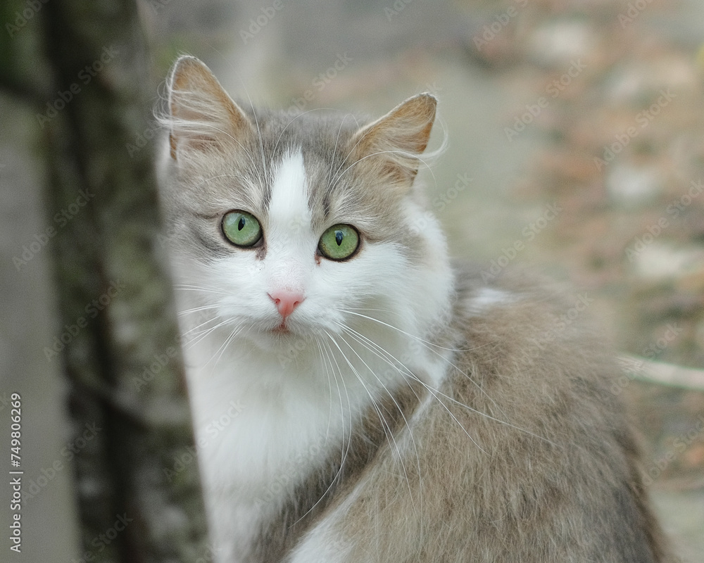 A beautiful cat with attentive eyes