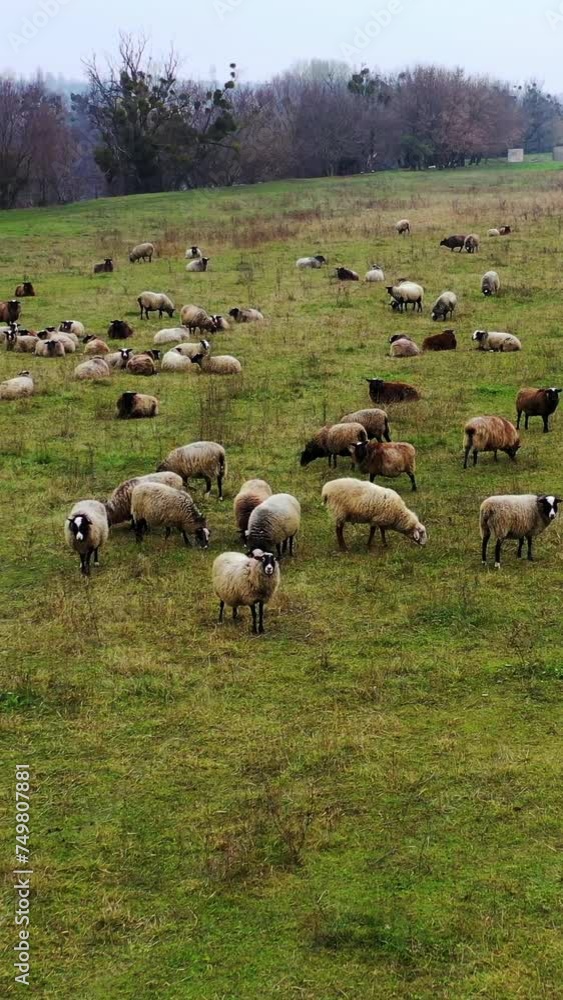 Pasture with fluffy domestic animals. Herd of beautiful sheep grazing in the countryside. Rural farming and agriculture of livestock. Vertical video. Pasture with fluffy domestic animals. Herd of beautiful sheep grazing in the countryside. Rural farming and agriculture of livestock. Vertical video.