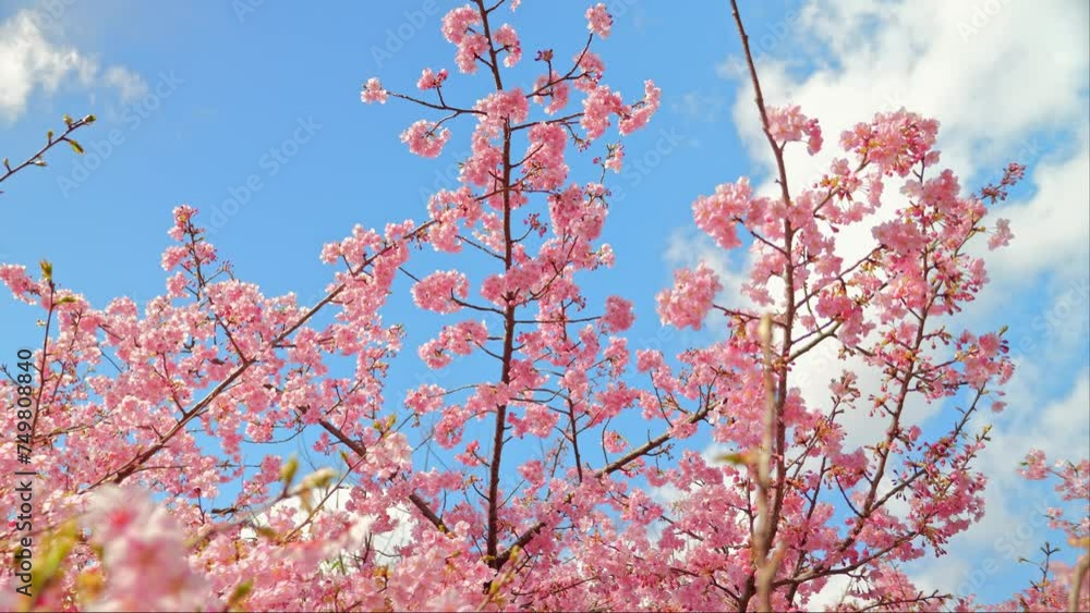 Blooming blossoms of sakura cherry tree in sunlight against blue sky, springtime. Blooming blossoms of sakura cherry tree in sunlight against blue sky, springtime.