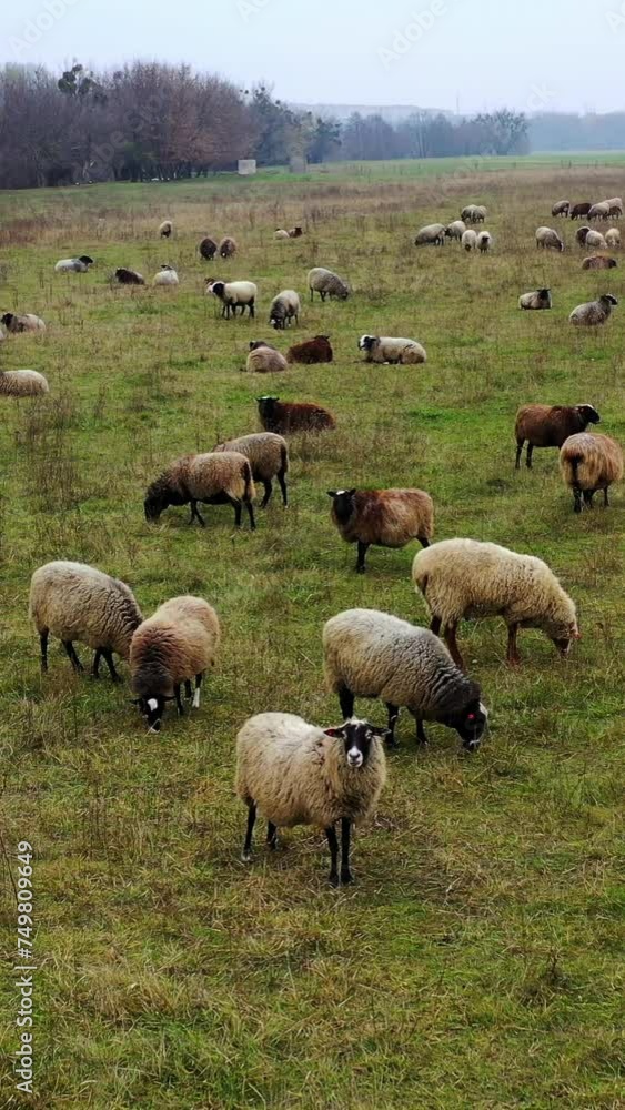 Livestock farming in nature. Herding sheep on field. Sheep grazing on a meadow. Domestic animals eating grass in the countryside. Vertical video. Livestock farming in nature. Herding sheep on field. Sheep grazing on a meadow. Domestic animals eating grass in the countryside. Vertical video.