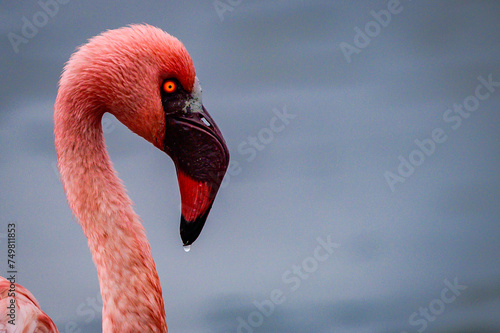 Lesser flamingo photo