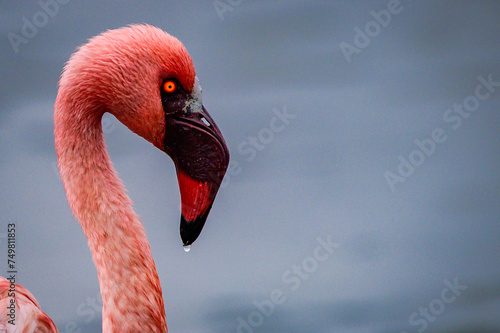 Lesser flamingo