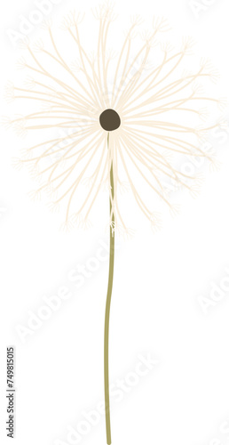 Antique color plant flower illustration  Dandelion  Taraxacum officinale 