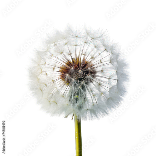 Fluffy Dandelion Blossom in White Nature  Isolated Seed Head with Green Stem  Surrounded by Blue Sky  Embracing the Beauty of Summer and Spring Growth