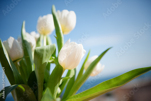 white tulips against the sky