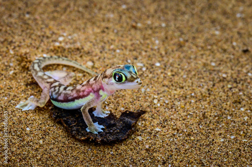 Namib webb-footed gecko