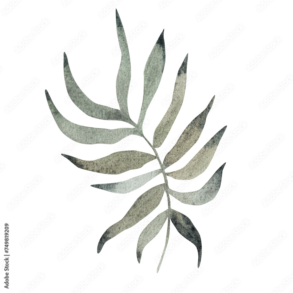 Green leaf of palm tree. Watercolor illustration. Isolated element
