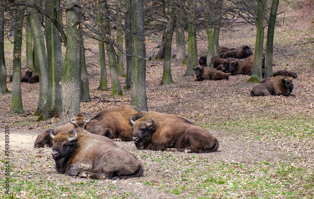 Fototapeta premium Herd of European bison (Bison bonasus) resting in a meadow, best photo. Animal power and dominance. Wildlife scene from nature.