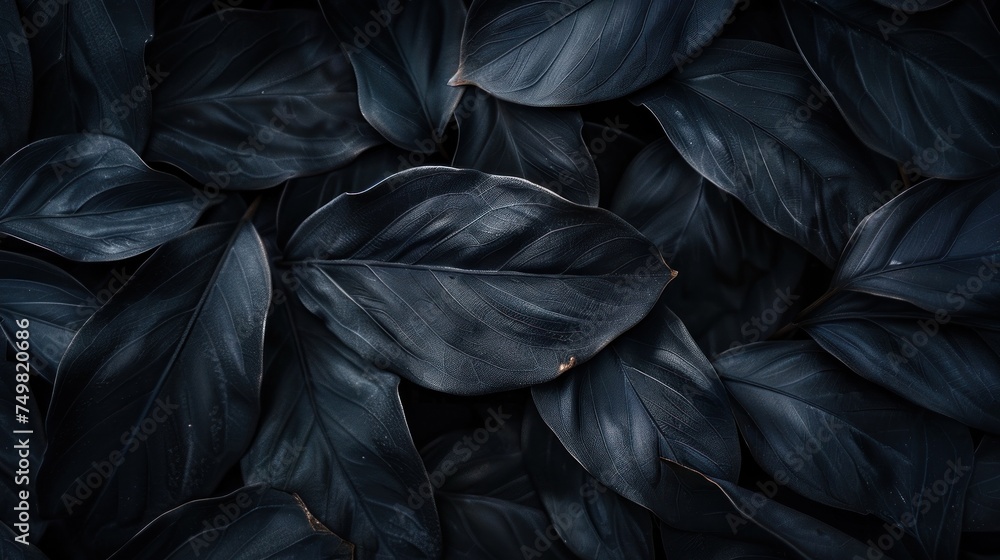 Dark green foliage texture of tropical leaves, natural pattern for background or wallpaper usage. Nature and environment conservation.