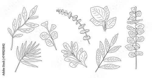 Set of Different Eucalyptus branches, leaves line art drawings. Hand drawn botanical outline vector isolated illustrations for greeting, invitation cards, logo, tattoo, wall art, packaging design.